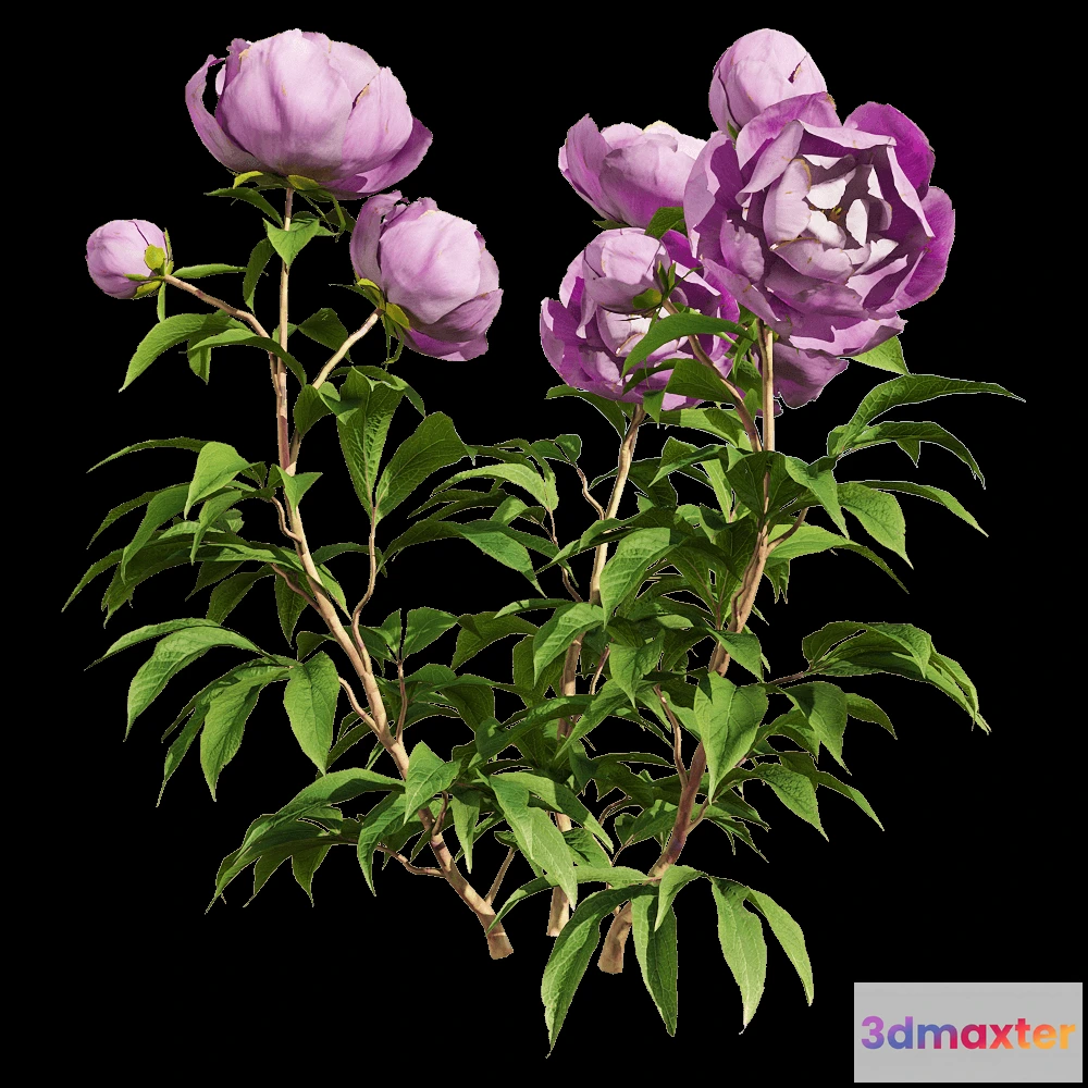 1604582 - decoration - Paeonia lactiflora 2 3D Max