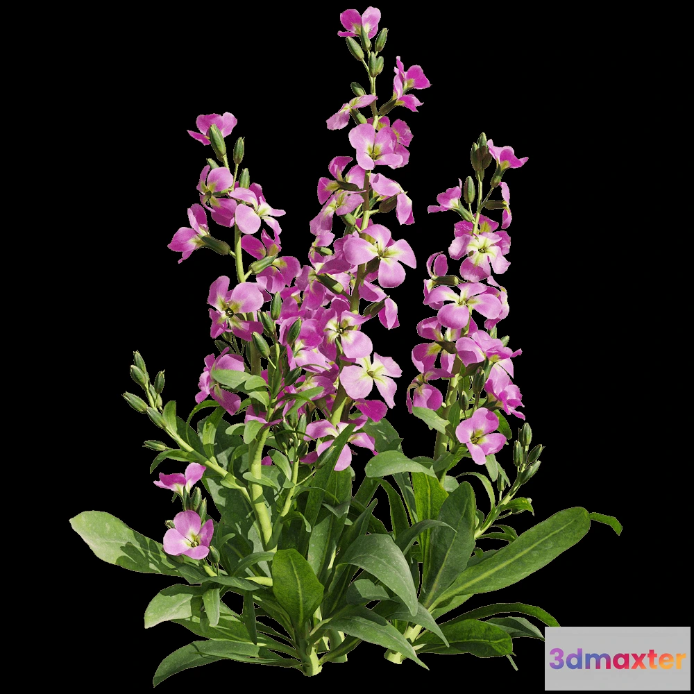 1604588 - decoration - Matthiola incana 3 3D Max