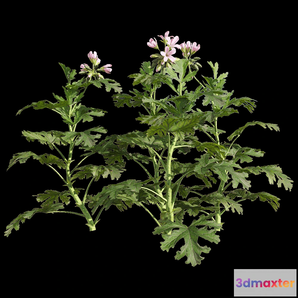 1604592 - decoration - Pelargonium graveolens 1 3D Max