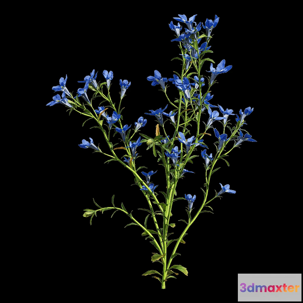 1604594 - decoration - Lobelia erinus 2 3D Max