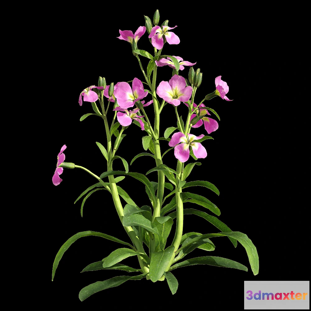 1604600 - decoration - Matthiola incana 2 3D Max