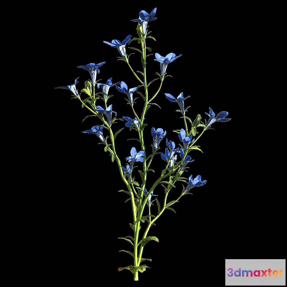 1604604 - decoration - Lobelia erinus 1 3D Max