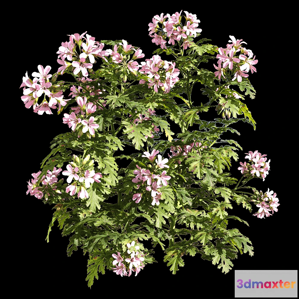 1604606 - decoration - Pelargonium graveolens 4 3D Max