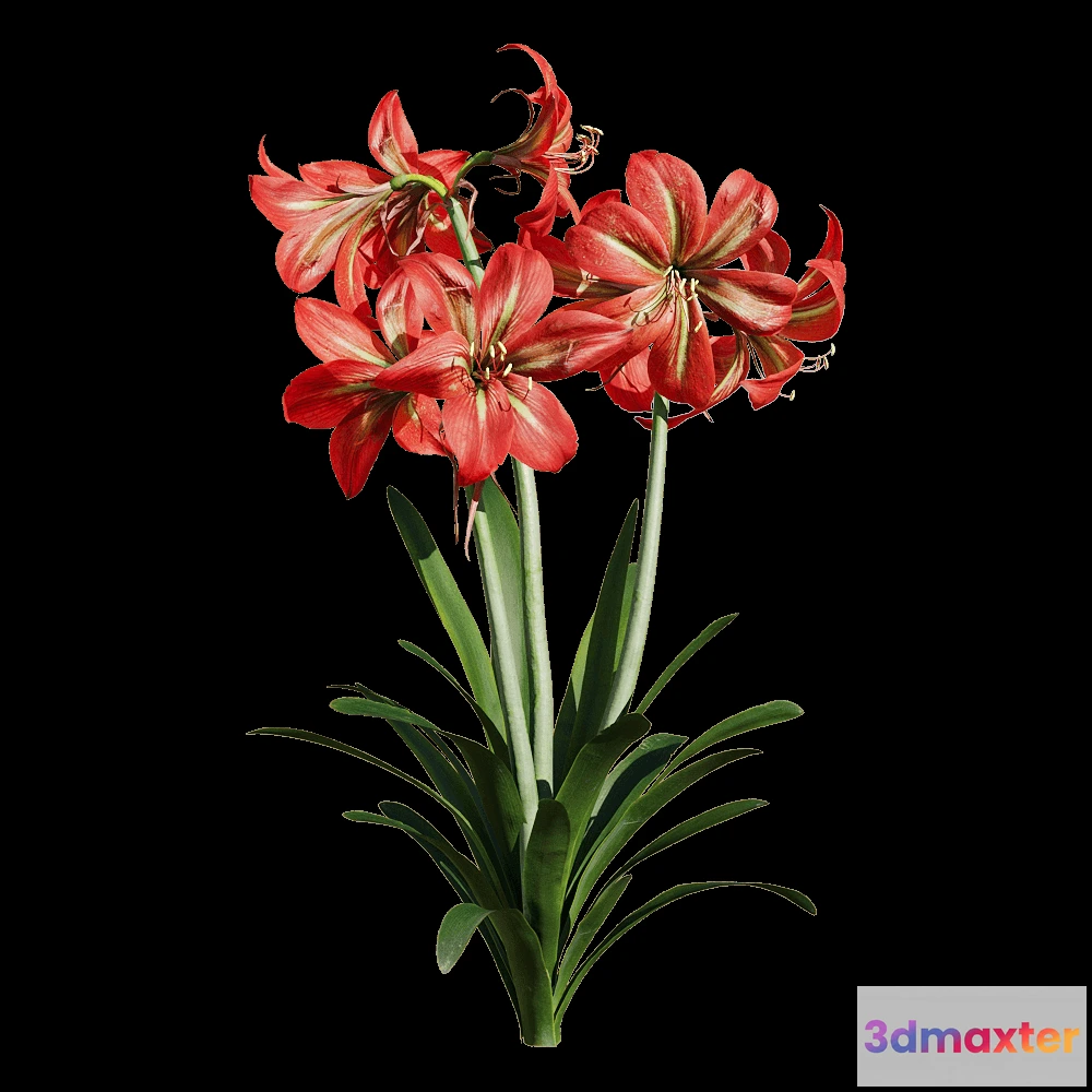 1604608 - decoration - Hippeastrum rutilum 3 3D Max