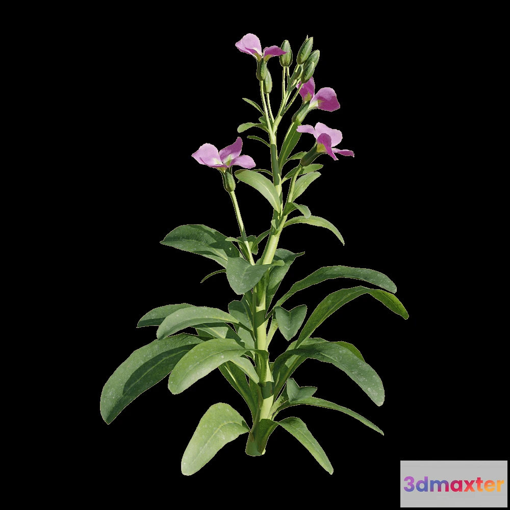 1604622 - decoration - Matthiola incana 1 3D Max
