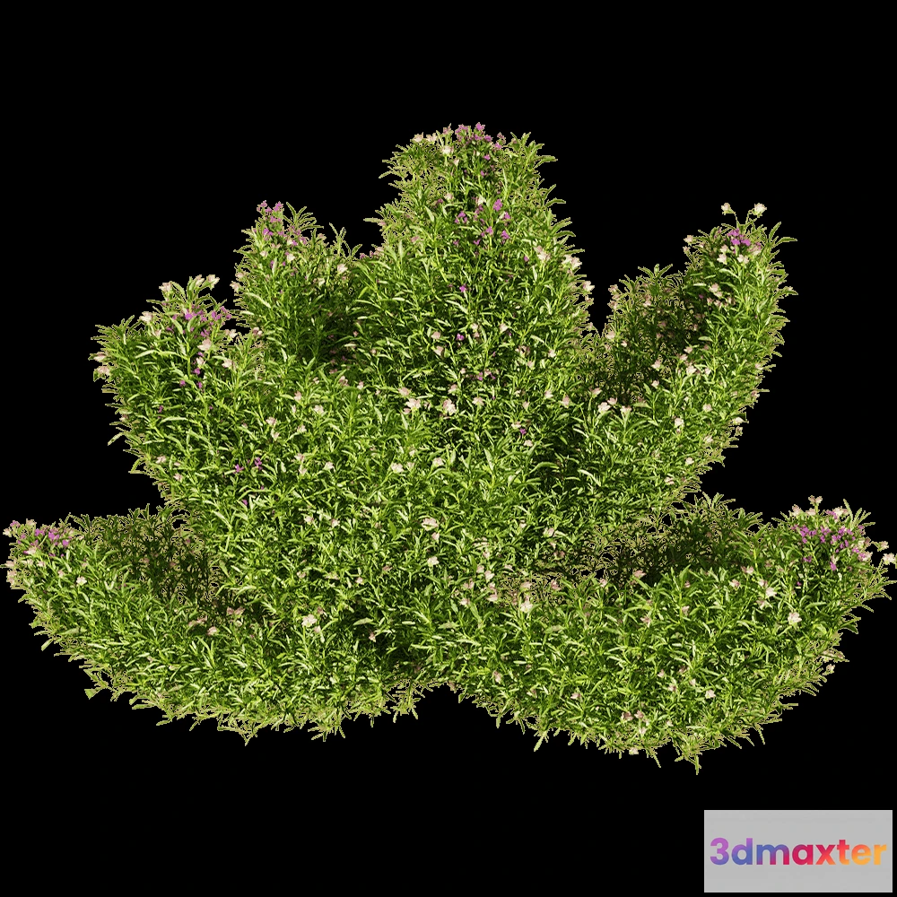 1604632 - decoration - Viola tricolor 4 3D Max