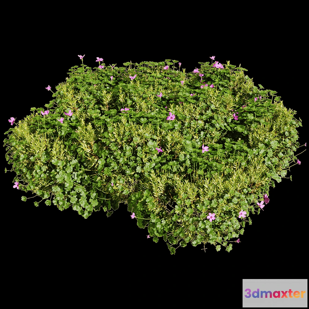 1604634 - decoration - Oxalis corymbosa 3 3D Max