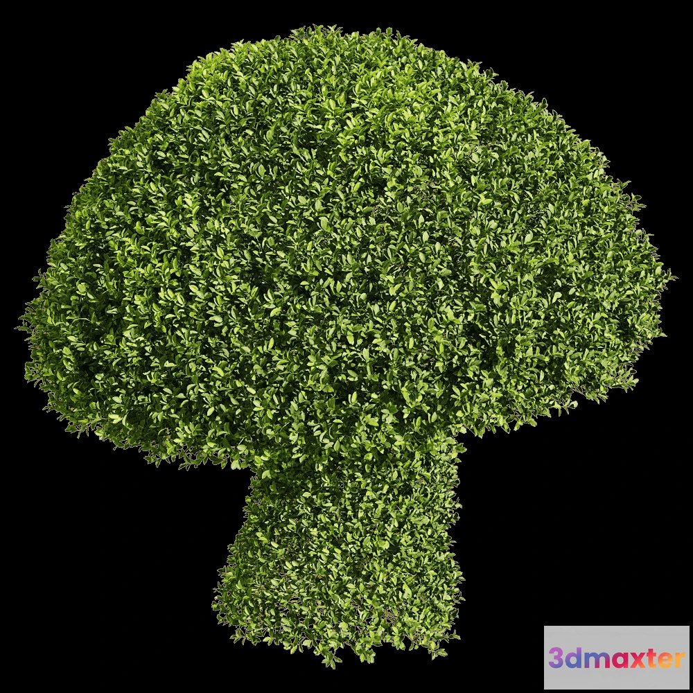 1604644 - decoration - Ficus concinna 8 3D Max