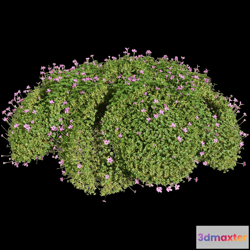 1604646 - decoration - Oxalis corymbosa 5 3D Max