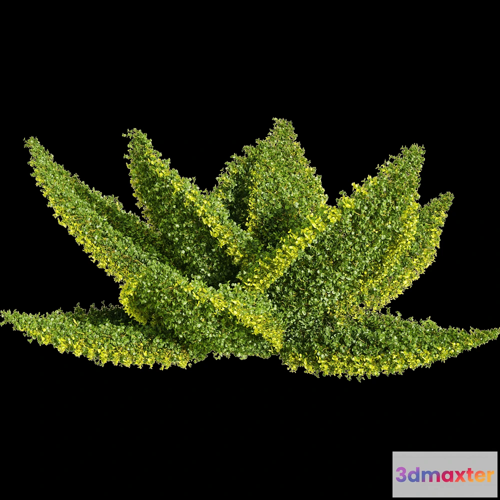 1604648 - decoration - Muehlenbeckia complexa 6 3D Max