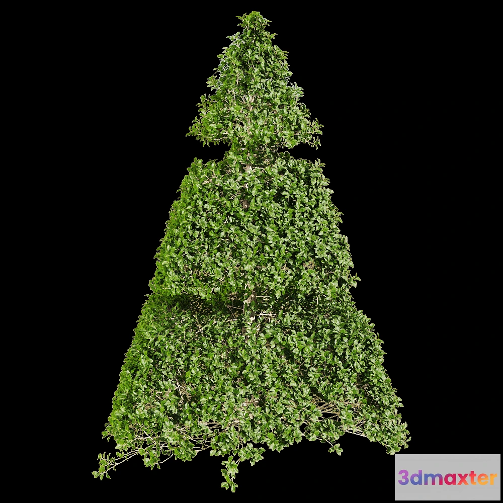 1604650 - decoration - Ligustrum quihoui 9 3D Max