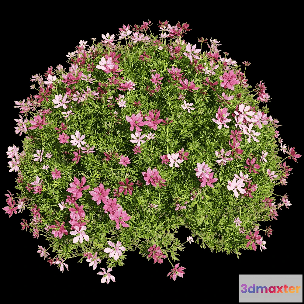 1604652 - decoration - Nigella damascena 3 3D Max