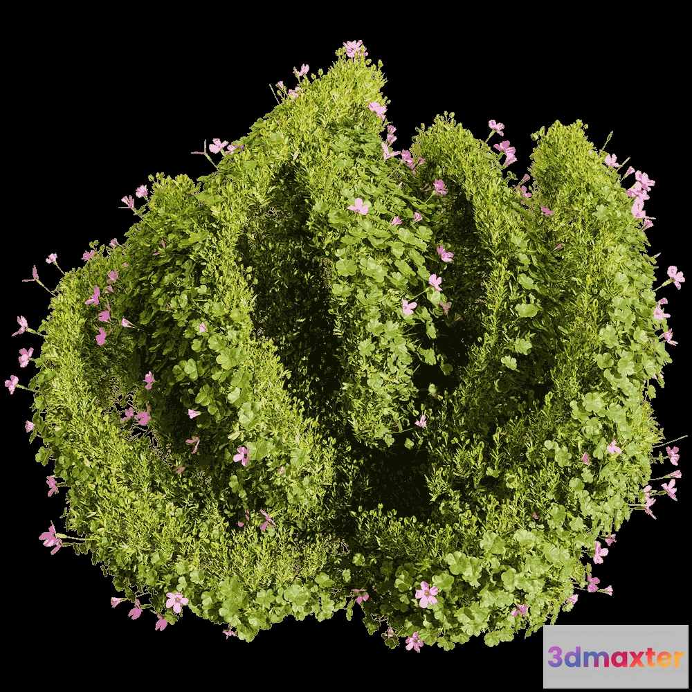 1604654 - decoration - Oxalis corymbosa 6 3D Max