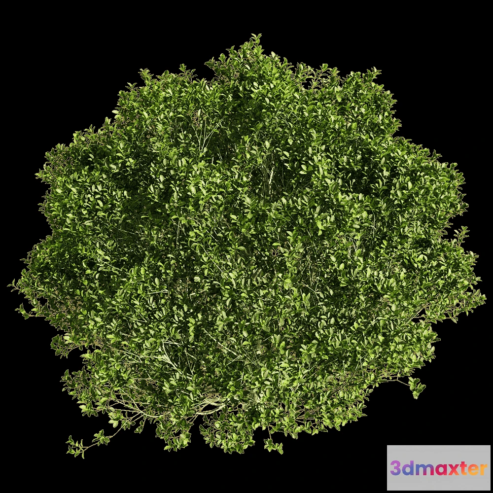 1604658 - decoration - Ficus concinna 5 3D Max