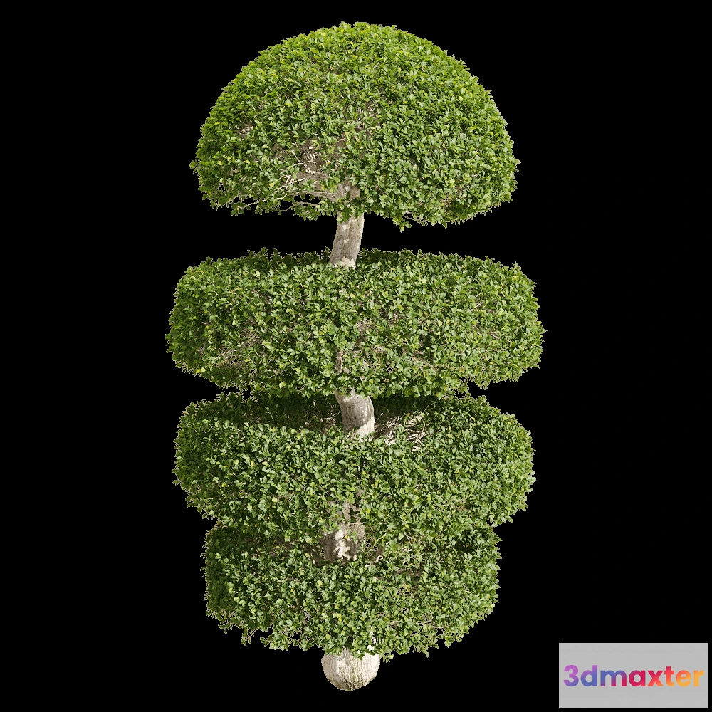 1604664 - decoration - Ligustrum quihoui 2 3D Max