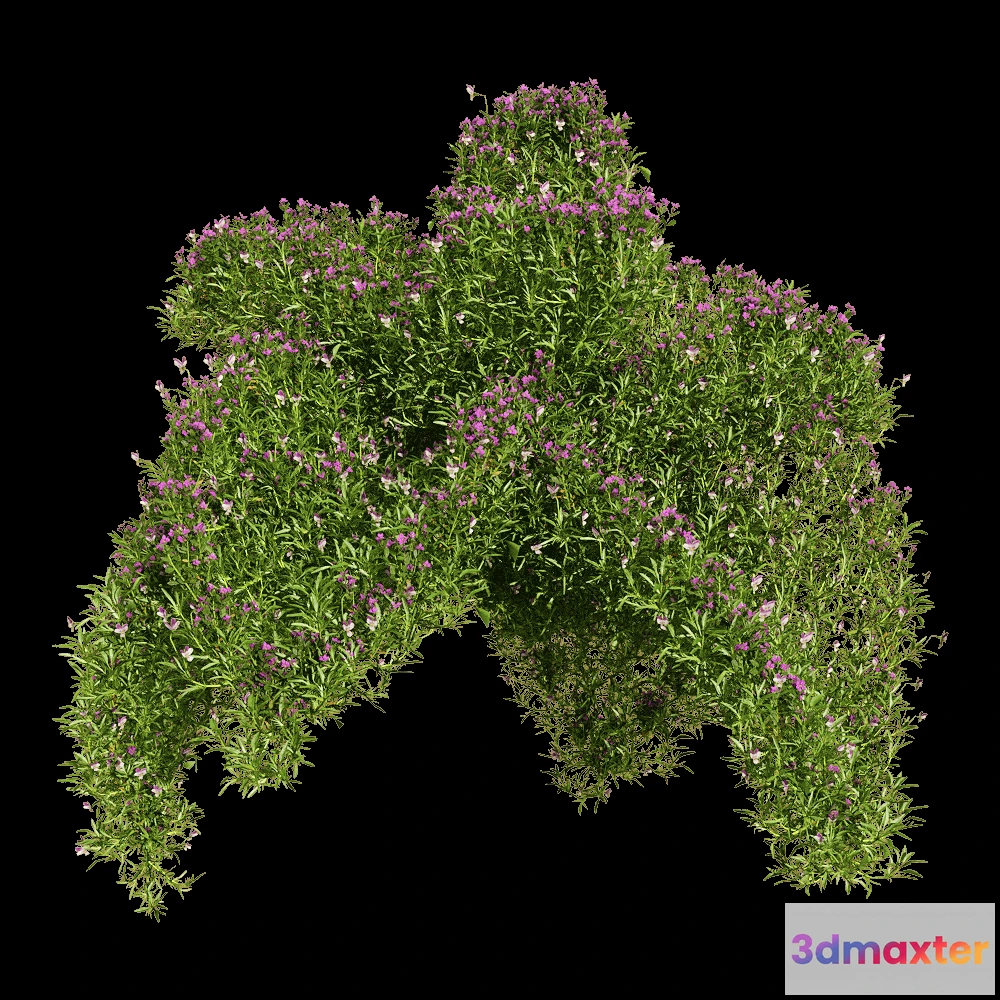 1604668 - decoration - Viola tricolor 5 3D Max