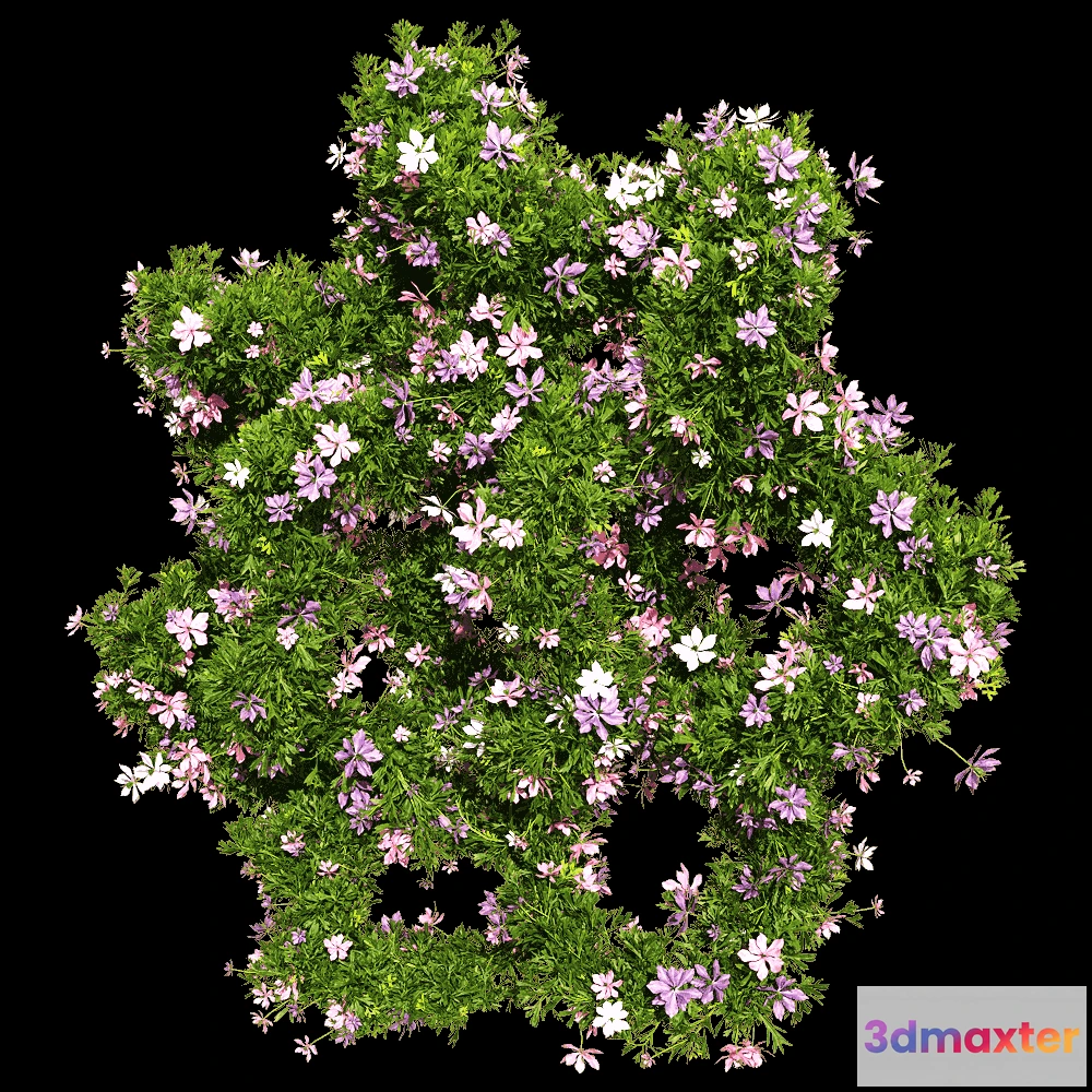 1604674 - decoration - Nigella damascena 5 3D Max