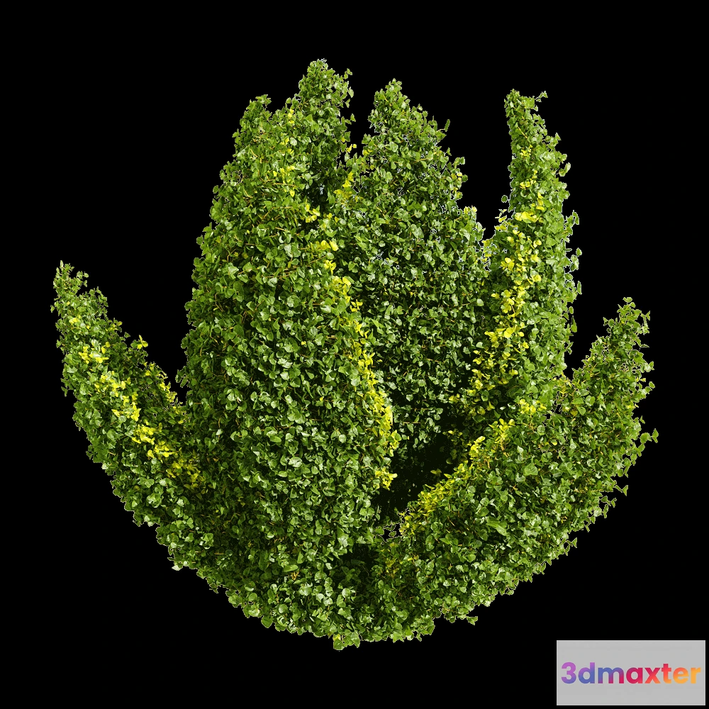 1604678 - decoration - Muehlenbeckia complexa 2 3D Max