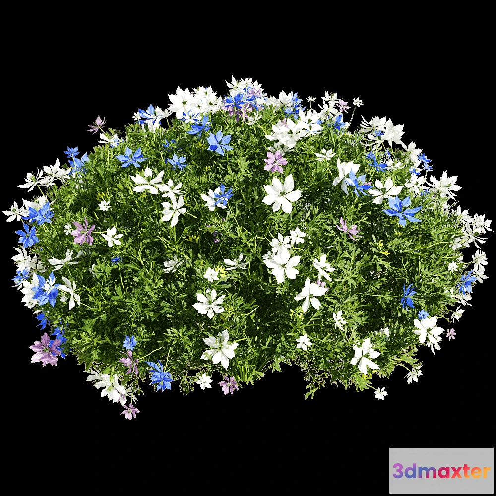 1604682 - decoration - Nigella damascena 2 3D Max