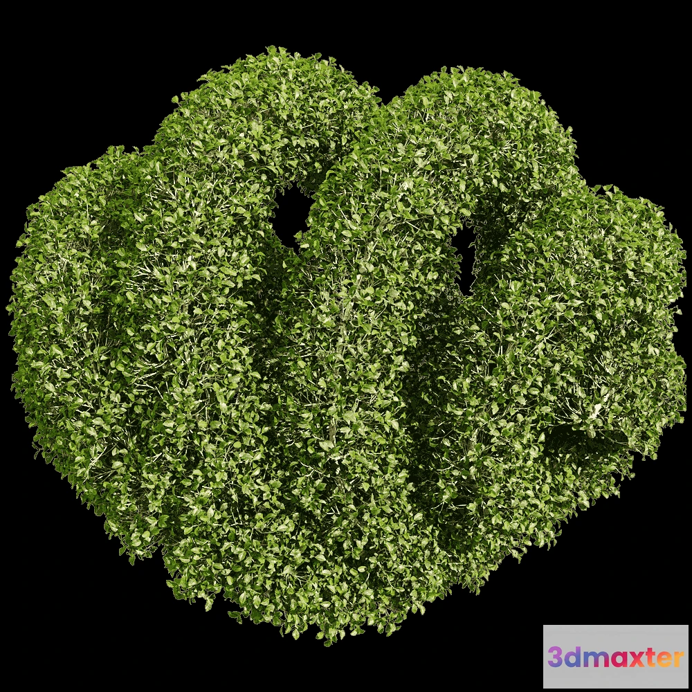 1604684 - decoration - Ligustrum quihoui 8 3D Max