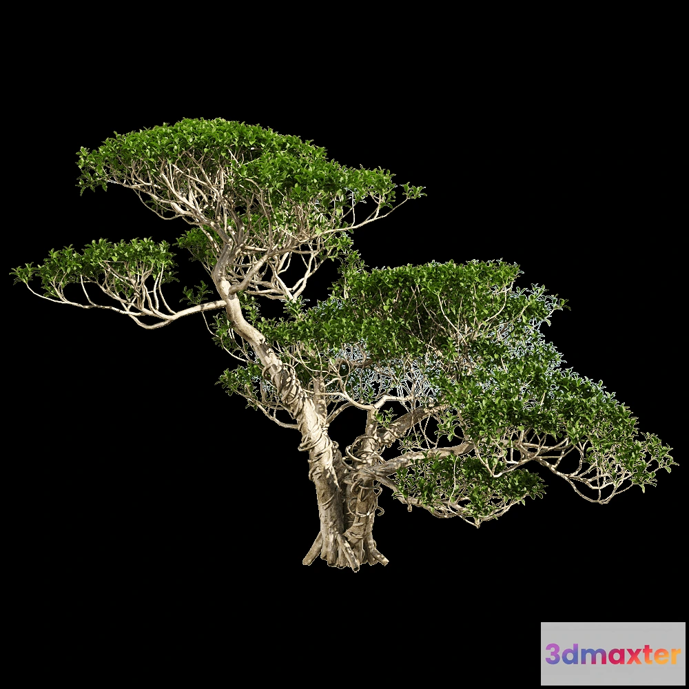 1604690 - decoration - Ficus concinna 2 3D Max