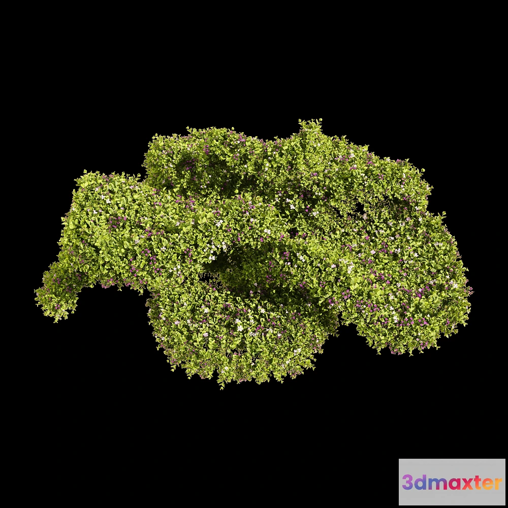 1604694 - decoration - Bacopa diffusa 2 3D Max