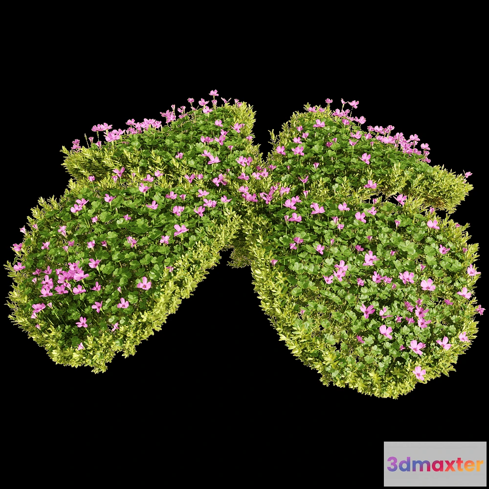 1604698 - decoration - Oxalis corymbosa 2 3D Max