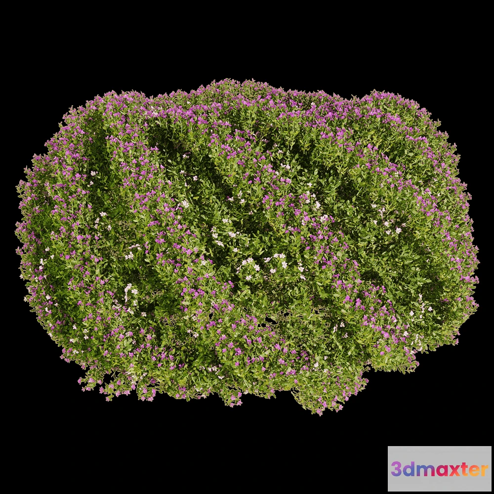 1604706 - decoration - Cuphea hookeriana 5 3D Max