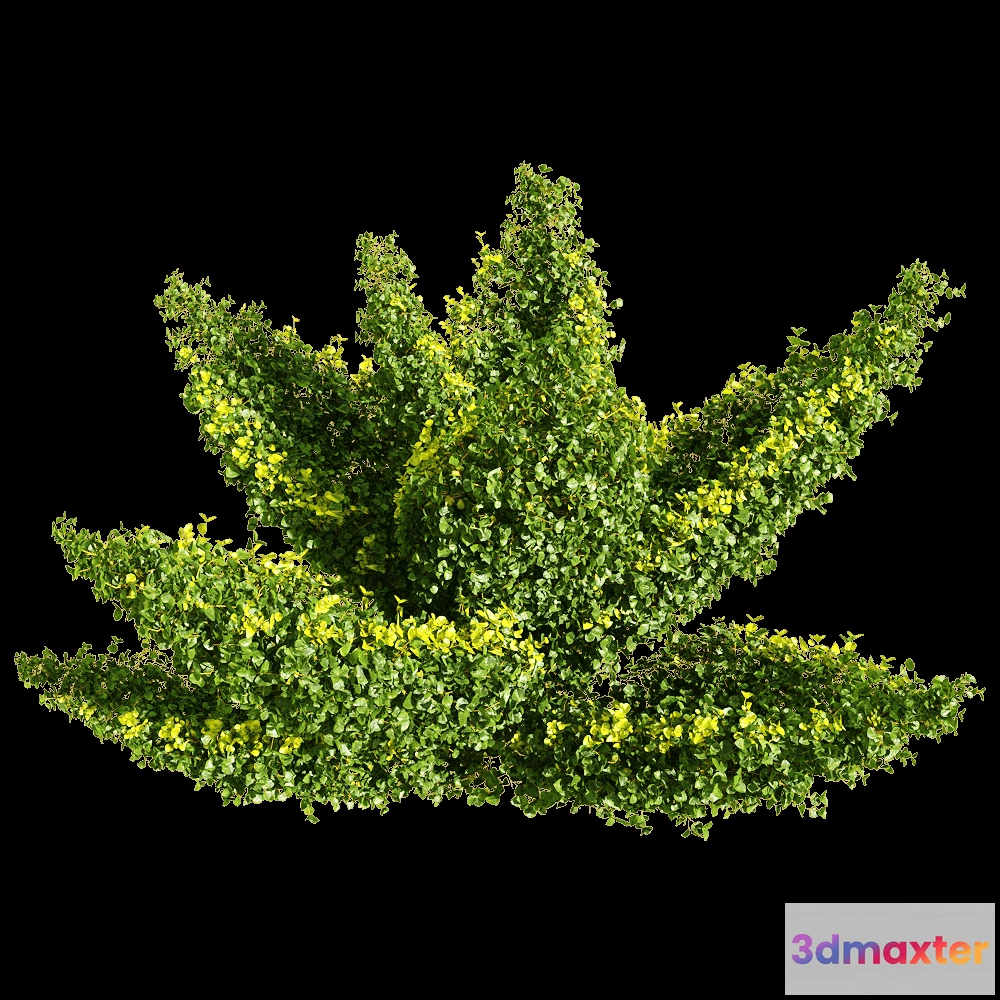 1604708 - decoration - Muehlenbeckia complexa 1 3D Max