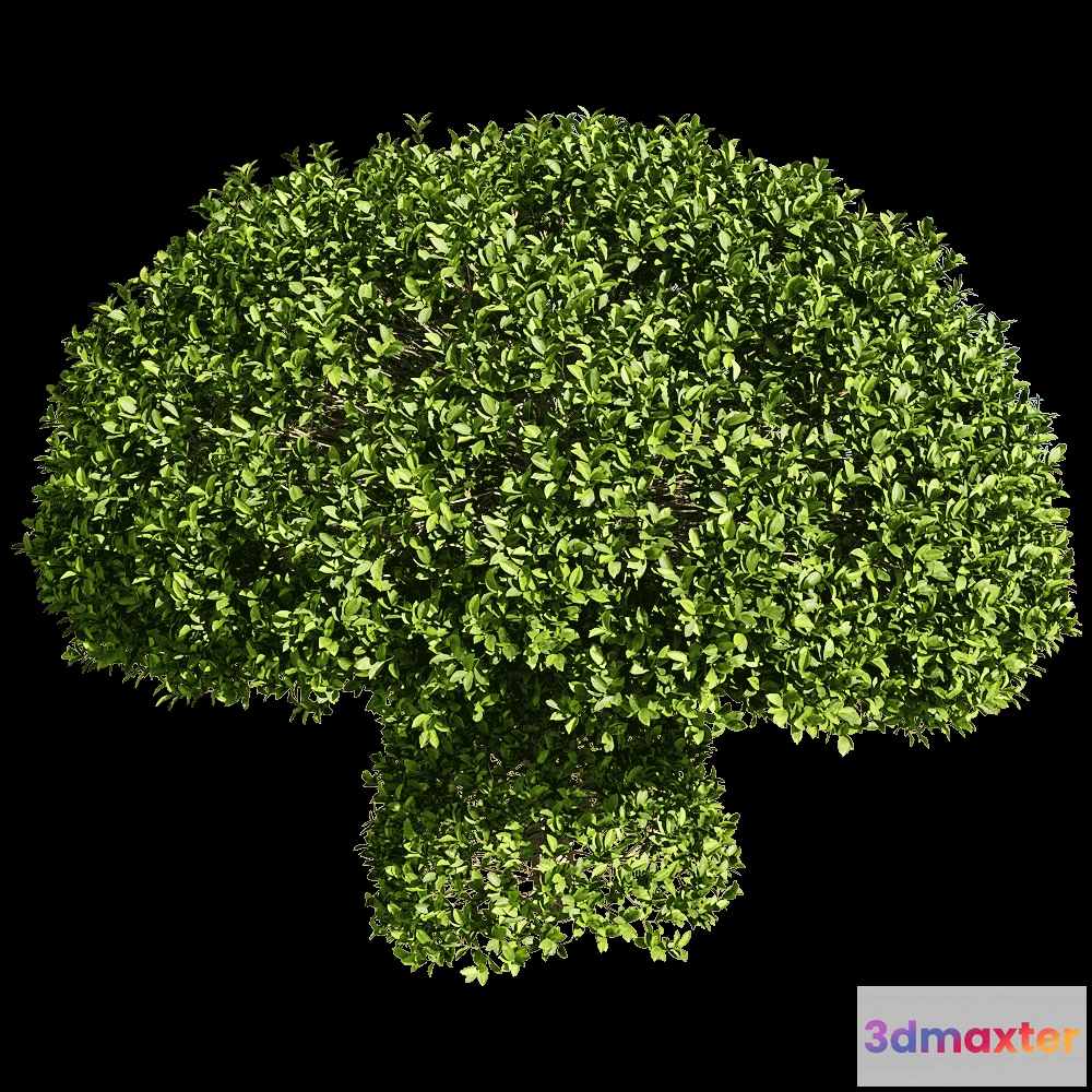 1604710 - decoration - Ficus concinna 7 3D Max