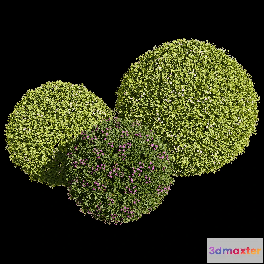 1604714 - decoration - Bacopa diffusa 4 3D Max