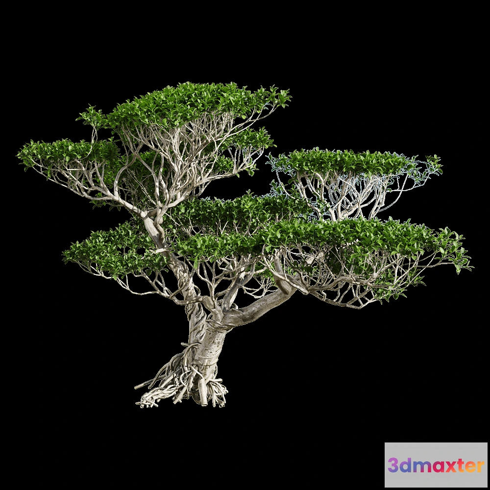 1604720 - decoration - Ficus concinna 1 3D Max