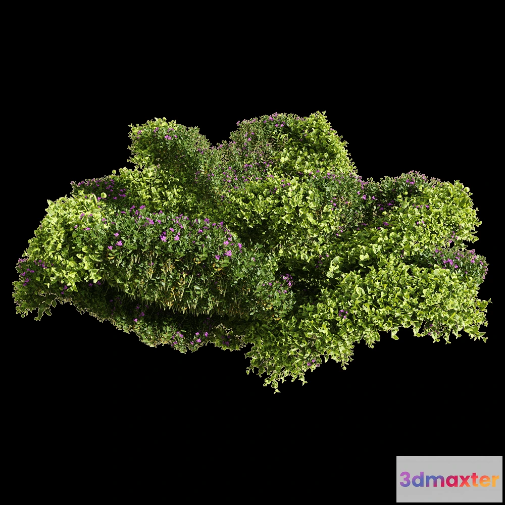 1604726 - decoration - Bacopa diffusa 1 3D Max