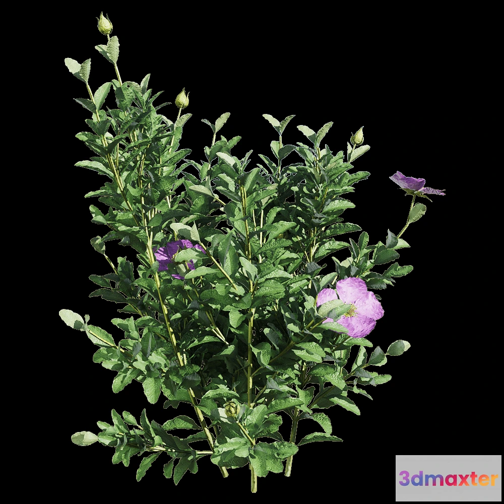 1604728 - decoration - Cistus incanus 1 3D Max