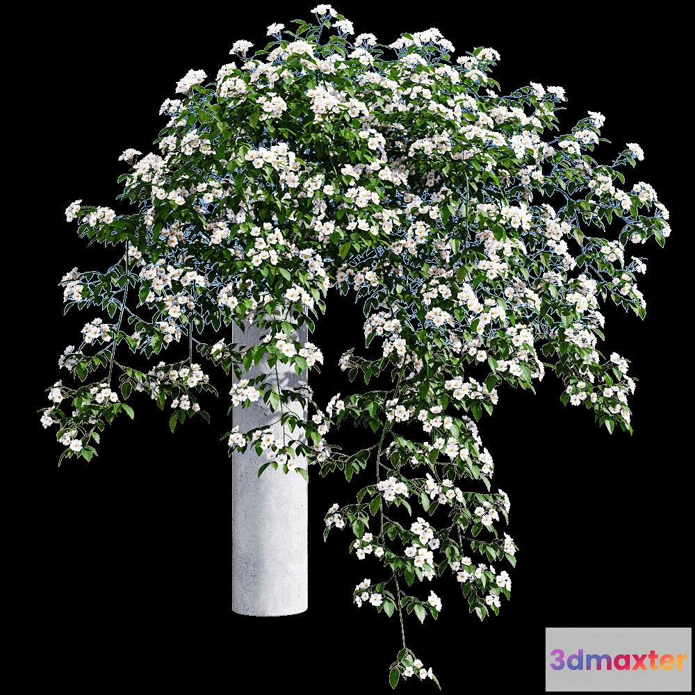 1604730 - decoration - Rosa cymosa 5 3D Max