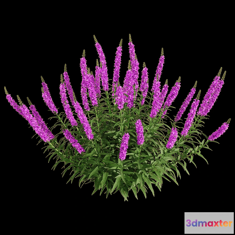 1604738 - decoration - Lythrum salicaria 6 3D Max