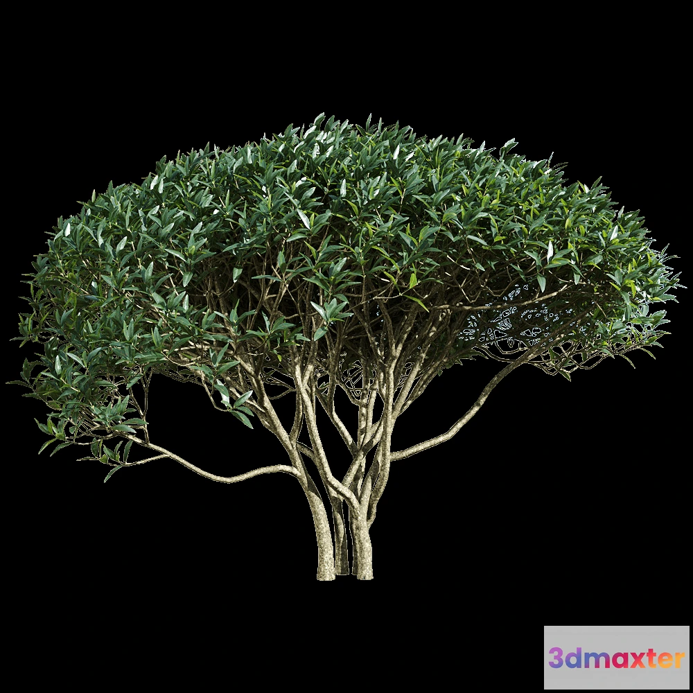 1604750 - decoration - Phillyrea angustifolia 5 3D Max