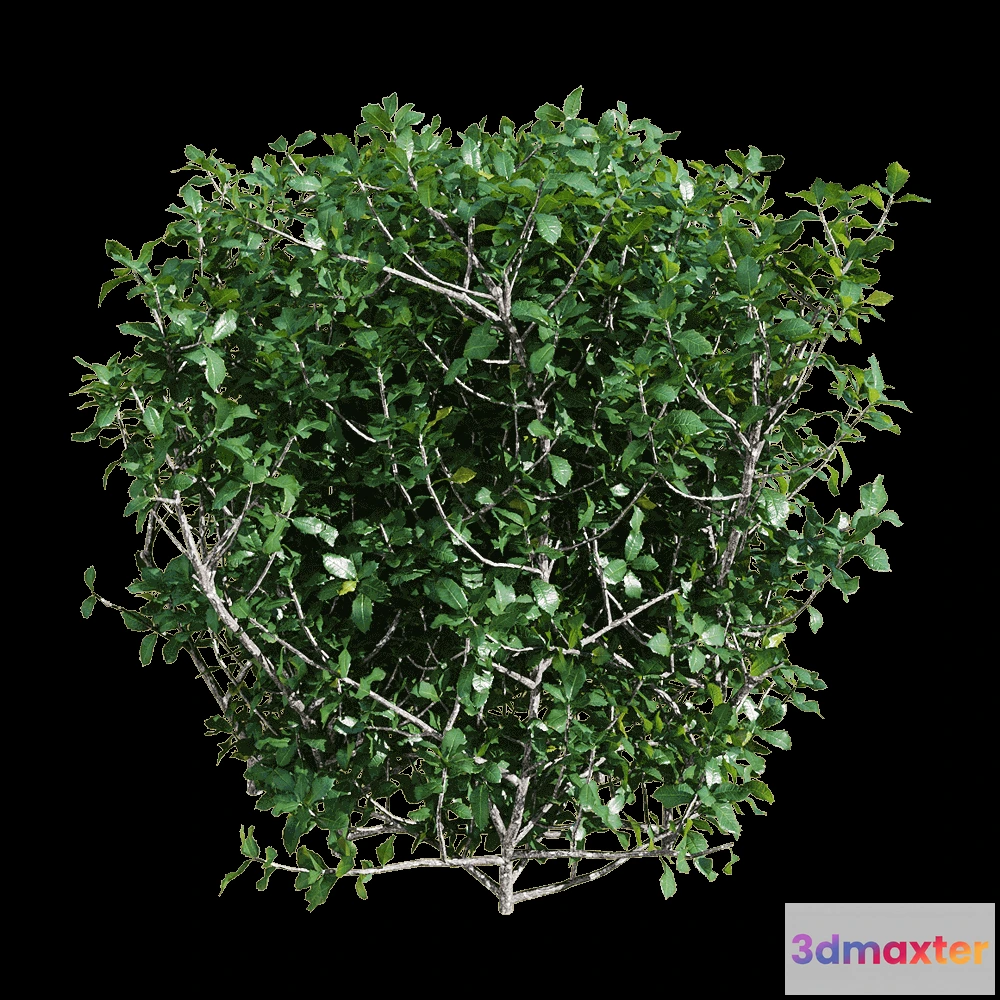 1604760 - decoration - Quercus coccifera 6 3D Max