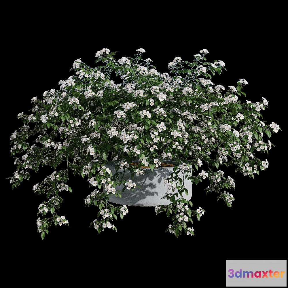 1604762 - decoration - Rosa cymosa 2 3D Max
