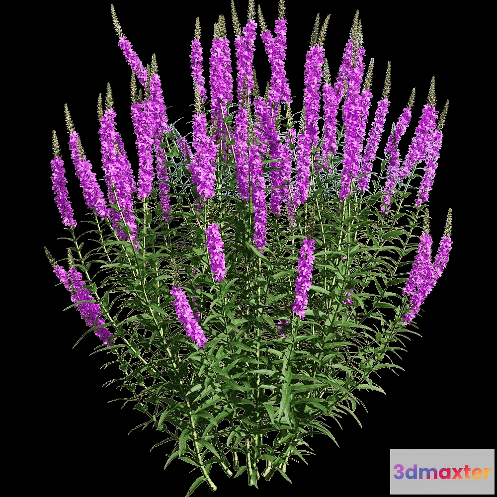 1604768 - decoration - Lythrum salicaria 5 3D Max