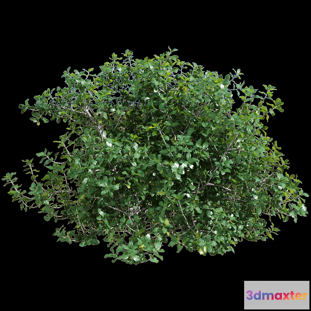 1604772 - decoration - Quercus coccifera 5 3D Max