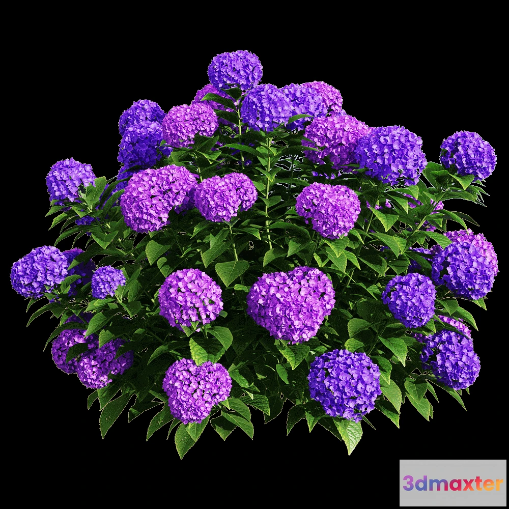 1604774 - decoration - Hydrangea macrophylla 6 3D Max