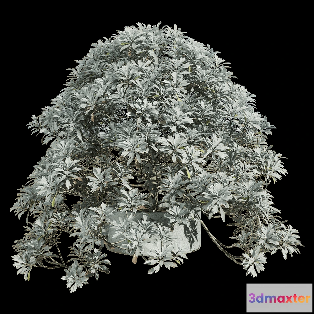 1604778 - decoration - Crossostephium chinense 4 3D Max