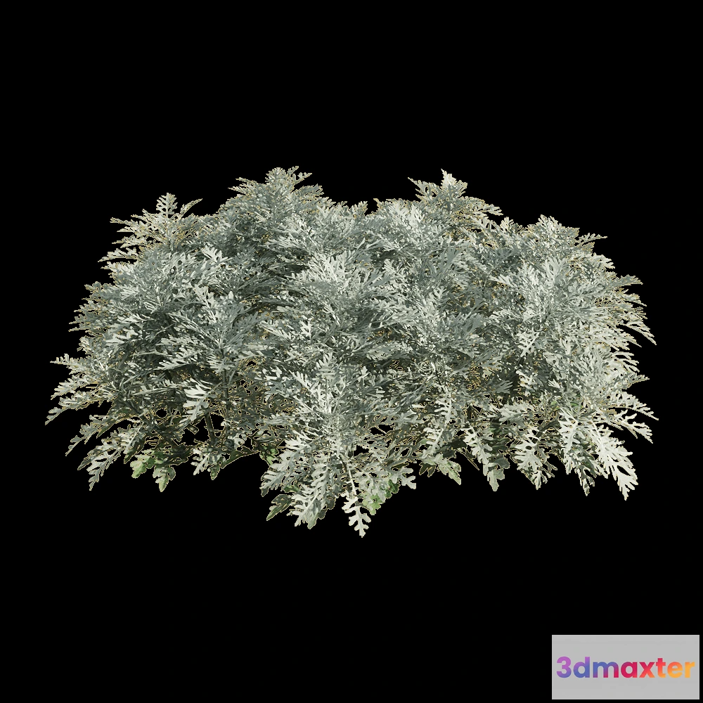 1604782 - decoration - Jacobaea maritima 4 3D Max