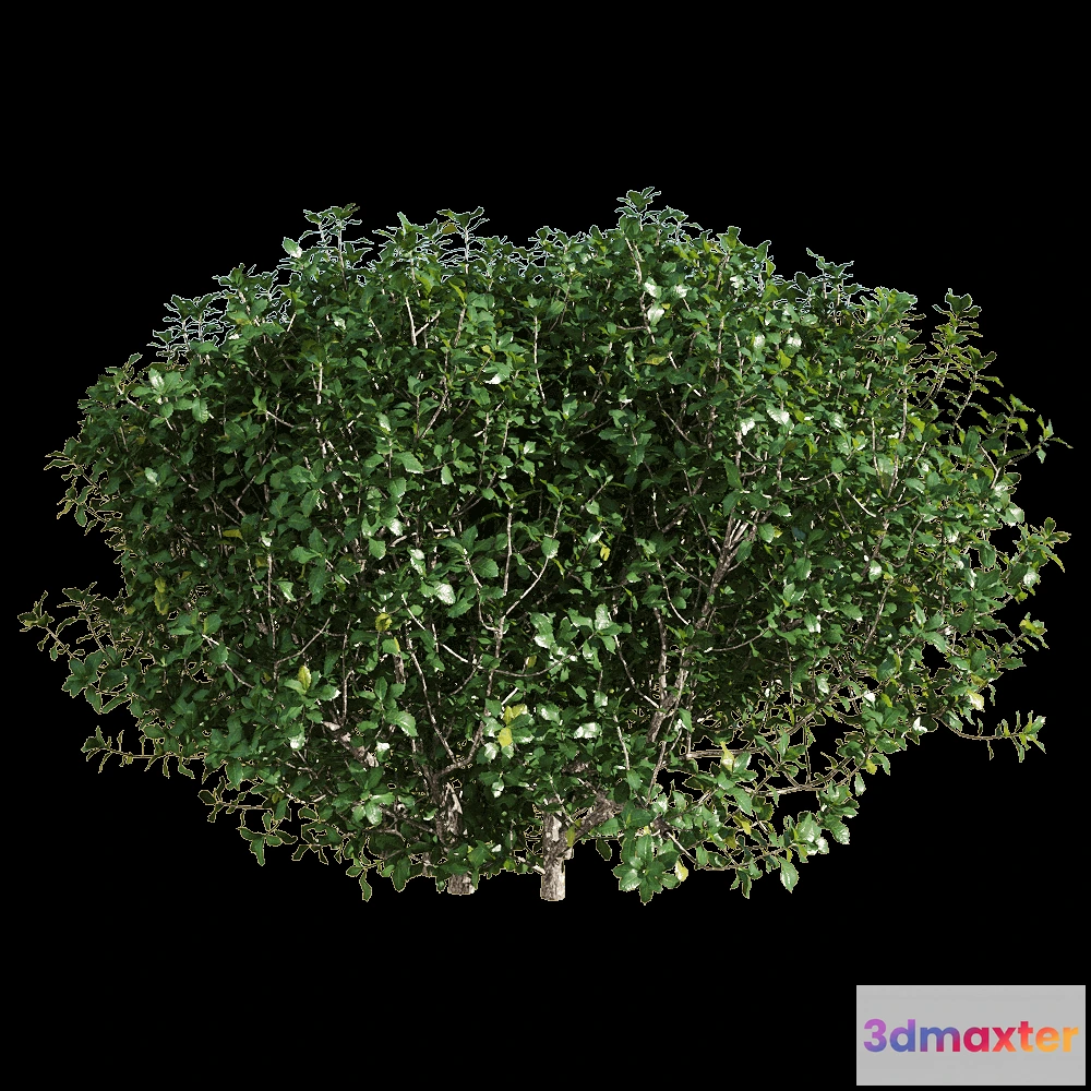 1604786 - decoration - Quercus coccifera 4 3D Max