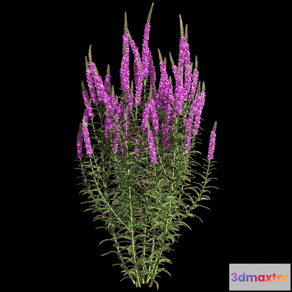 1604788 - decoration - Lythrum salicaria 4 3D Max