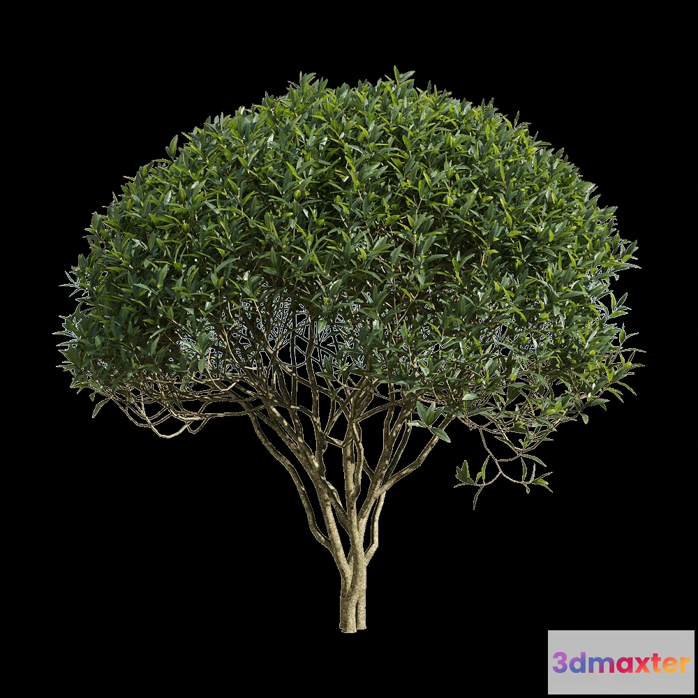 1604790 - decoration - Phillyrea angustifolia 4 3D Max