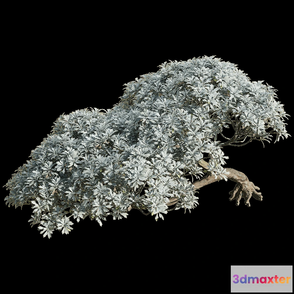 1604792 - decoration - Crossostephium chinense 6 3D Max