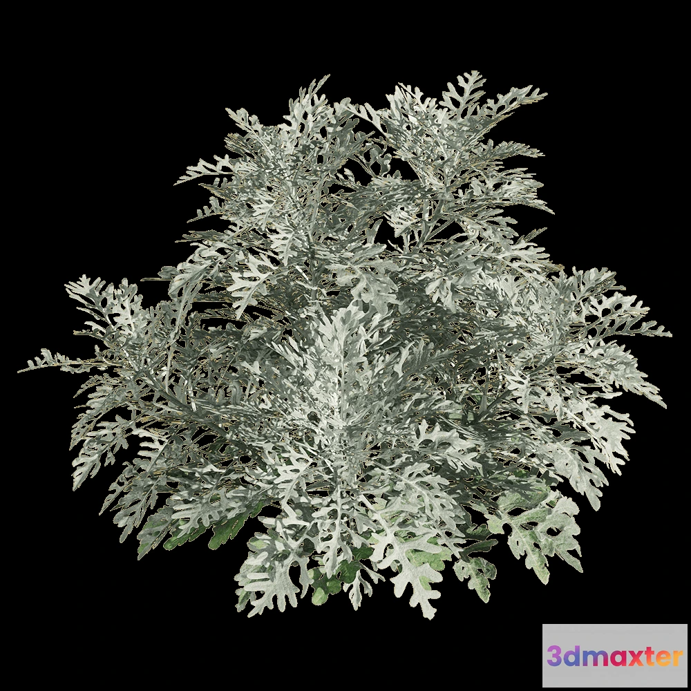 1604796 - decoration - Jacobaea maritima 3 3D Max