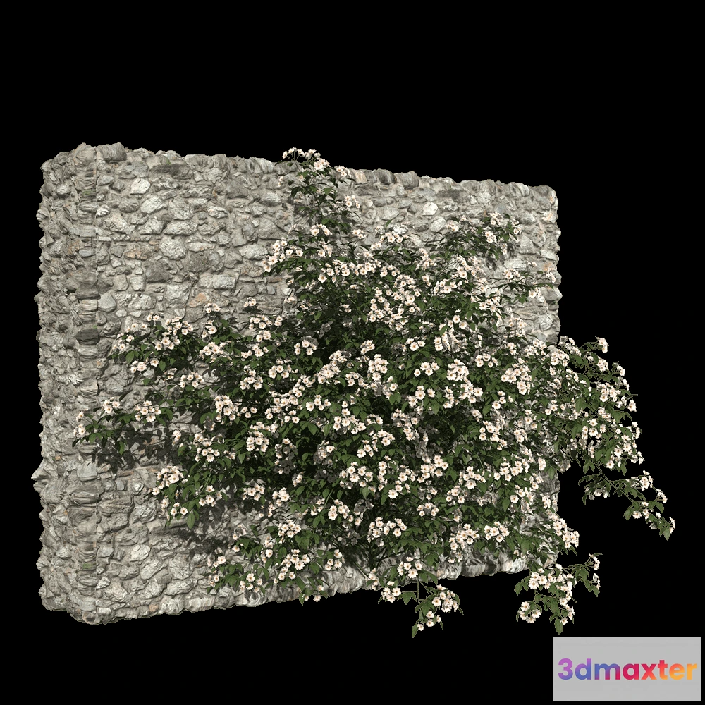 1604802 - decoration - Rosa cymosa 1 3D Max